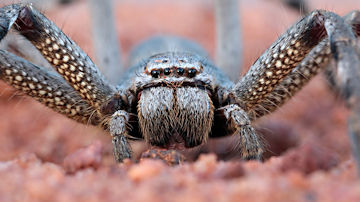 Wallpaper thumb: Huntsman Spider (Pediana sp)